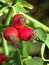 Rosa canina, Hunds-Rose, Färbepflanze, Färberpflanze, Pflanzenfarben,  färben, Klostergarten Seligenstadt